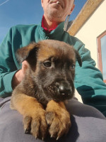 Belgický ovčiak Malinois šteniatka – fotka 2