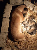 Belgický ovčiak Malinois šteniatka – fotka 3