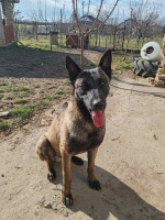 Belgický ovčiak Malinois šteniatka – fotka 4