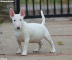 Male Minnie bull terrier puppy – fotka 2