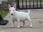 Male Minnie bull terrier puppy – fotka 3