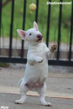 Male Minnie bull terrier puppy – fotka 4