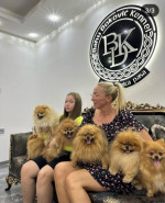 pomeranský špic šteniatka – fotka 3