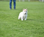 Šteniatka sibírskeho huskyho na predaj – fotka 2