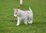 Šteniatka sibírskeho huskyho na predaj – fotka 4