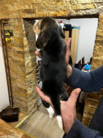 Beagle Šteniatka na predaj – fotka 2