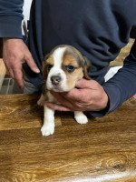 Beagle Šteniatka na predaj – fotka 3