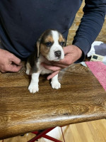 Beagle Šteniatka na predaj – fotka 4