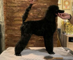 Poodle standard Puppies – fotka 2