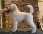 Poodle standard Puppies – fotka 3