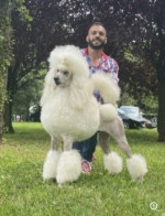 Poodle standard Puppies – fotka 4