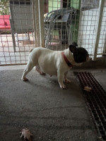 French bulldog – fotka 2