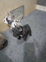 French bulldog – fotka 3