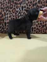 French bulldog – fotka 4