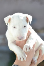 Bull terrier puppies – fotka 2