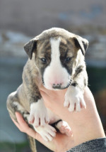 Bull terrier puppies – fotka 3