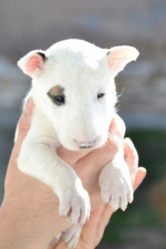 Bull terrier puppies – fotka 4