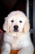 Golden Retriever Šteniatka – fotka 4