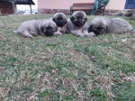 Caucasian shepherds – fotka 2