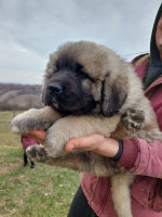 Caucasian shepherds – fotka 3