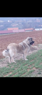 Caucasian shepherds – fotka 4