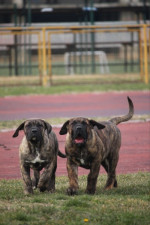 Perro de Presa Canario Kanárska doga šteniatka – fotka 2