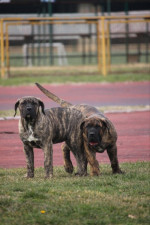 Perro de Presa Canario Kanárska doga šteniatka – fotka 3