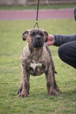 Perro de Presa Canario Kanárska doga šteniatka – fotka 4