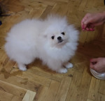 pomeranský špic šteniatka – fotka 2