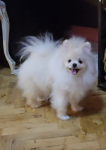 pomeranský špic šteniatka – fotka 4