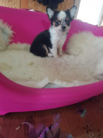 Mini chihuahuas – fotka 2