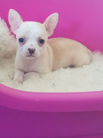 Mini chihuahuas – fotka 3