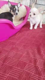 Mini chihuahuas – fotka 4