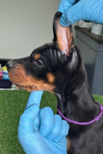 DOBERMANN šteniatka  – fotka 2