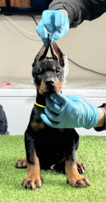 DOBERMANN šteniatka  – fotka 3