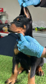 DOBERMANN šteniatka  – fotka 4