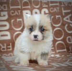 Welsh Corgi Pembroke - Krásne Šteniatka – fotka 2
