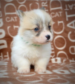 Welsh Corgi Pembroke - Krásne Šteniatka – fotka 3