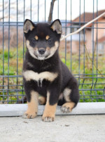 Šteniatka Shiba Inu – fotka 2
