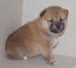 Šteniatka Shiba Inu – fotka 3
