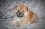 Šteniatka Shiba Inu – fotka 4