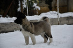 Americká akita šteniatka – fotka 2