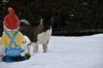 Americká akita šteniatka – fotka 3