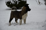 Americká akita šteniatka – fotka 4