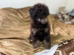 Čierni s pálením a čokoládoví s pálením toy pudlovia – fotka 4