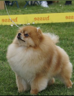 Pomeranian puppies-top litter – fotka 2