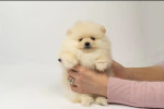 Pomeranian puppies-top litter – fotka 3
