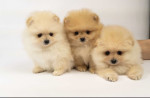 Pomeranian puppies-top litter – fotka 4