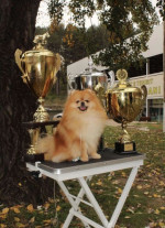Pomeranian puppies – fotka 2