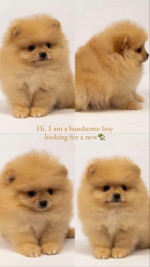 Pomeranian puppies – fotka 3